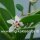 Hoya australis 001