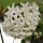 Hoya australis 001