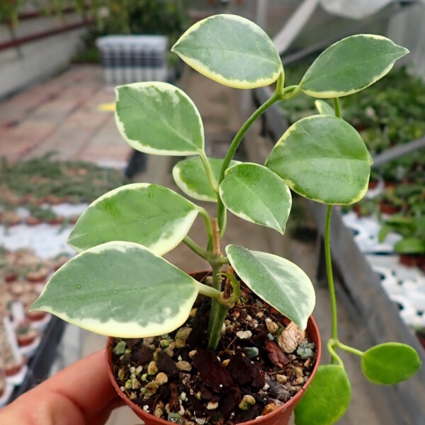 Hoya australis cv. Albomarginata