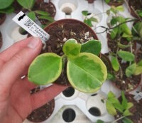 Hoya australis cv. Albomarginata