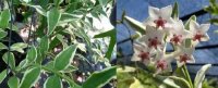 Hoya bella cv. Margin Variegata