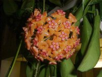 Hoya benguetensis