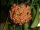 Hoya benguetensis