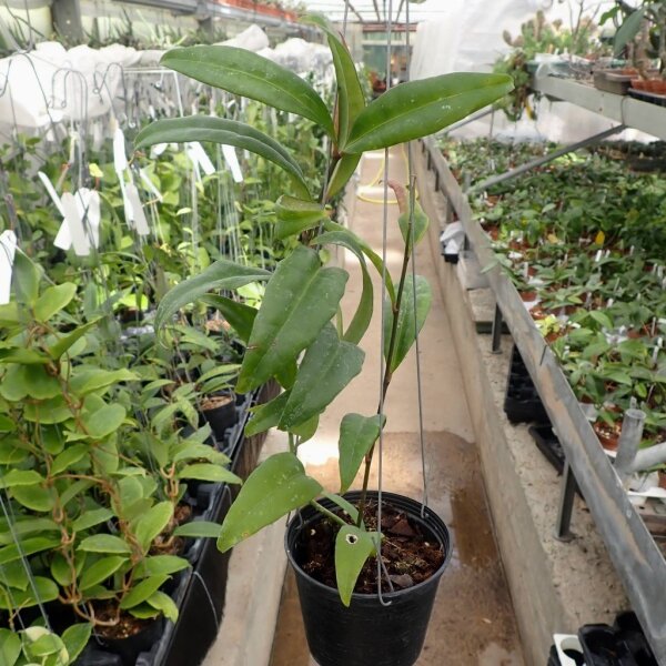 Hoya amicabilis