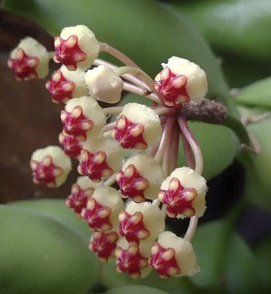 Hoya brevialata