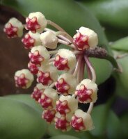 Hoya brevialata