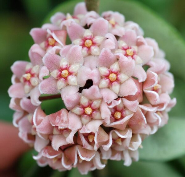 Hoya carnosa cv. Krinkle Kurl