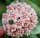 Hoya carnosa cv. Krinkle Kurl