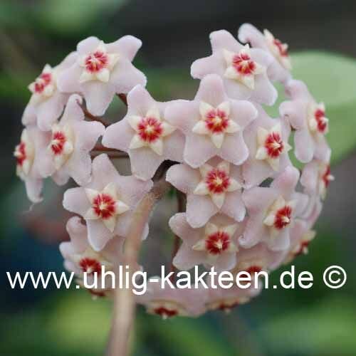 Hoya carnosa Motoskei