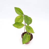 Hoya carnosa Motoskei