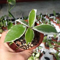 Hoya carnosa margin variegata l