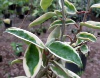 Hoya carnosa margin variegata l