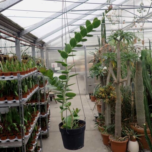 Hoya cummingiana