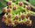 Hoya cummingiana