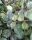Hoya curtisii