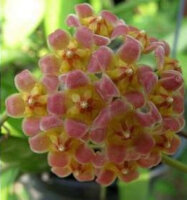 Hoya davidcummingii