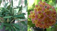 Hoya davidcummingii