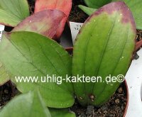 Hoya erythrina GPS 10143