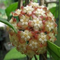 Hoya finlaysonii GPS 10054