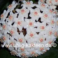 Hoya fungii