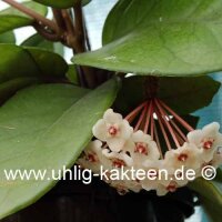 Hoya fungii