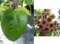 Hoya glabra