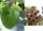 Hoya glabra