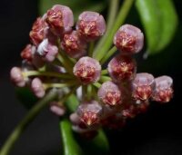 Hoya halophila