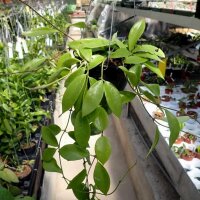 Hoya halophila