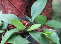 Hoya halophila