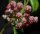 Hoya halophila