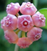 Hoya heuschkeliana cv. Pink Flower