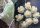 Hoya imbricata GPS 3333