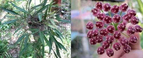 Hoya kentiana