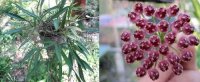 Hoya kentiana