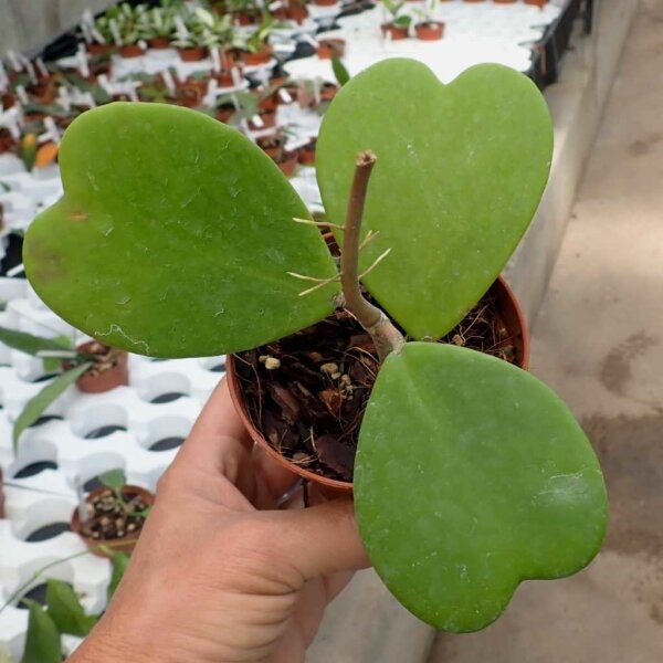 Hoya kerrii