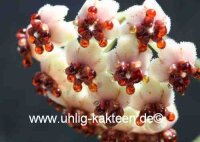 Hoya kerrii