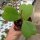 Hoya kerrii