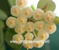 Hoya lacunosa