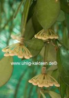 Hoya lacunosa