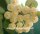 Hoya lacunosa