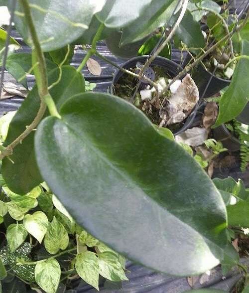 Hoya macgillivrayi