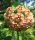 Hoya meliflua ssp. fraterna