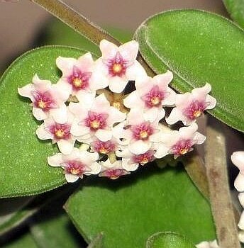Hoya nummularioides
