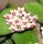 Hoya nummularioides
