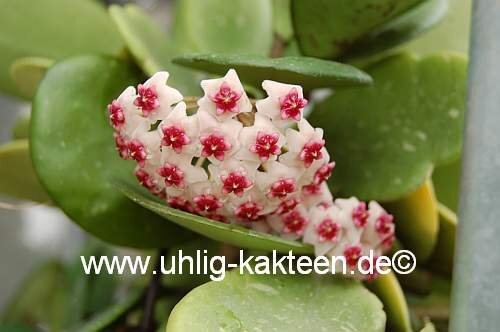 Hoya obovata