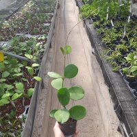Hoya obovata