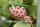 Hoya obovata