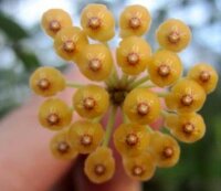 Hoya picta