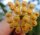 Hoya picta